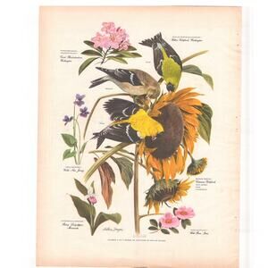 American Home Magazine A. Singer 9.75 x 12.5 Print Willow Goldfinch 1950 Vintage